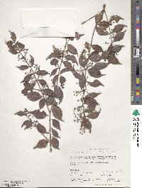 Eugenia biflora image