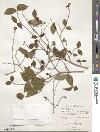 Eugenia uniflora image