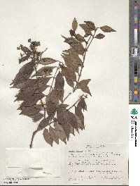 Eugenia biflora image