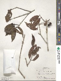 Eugenia florida image