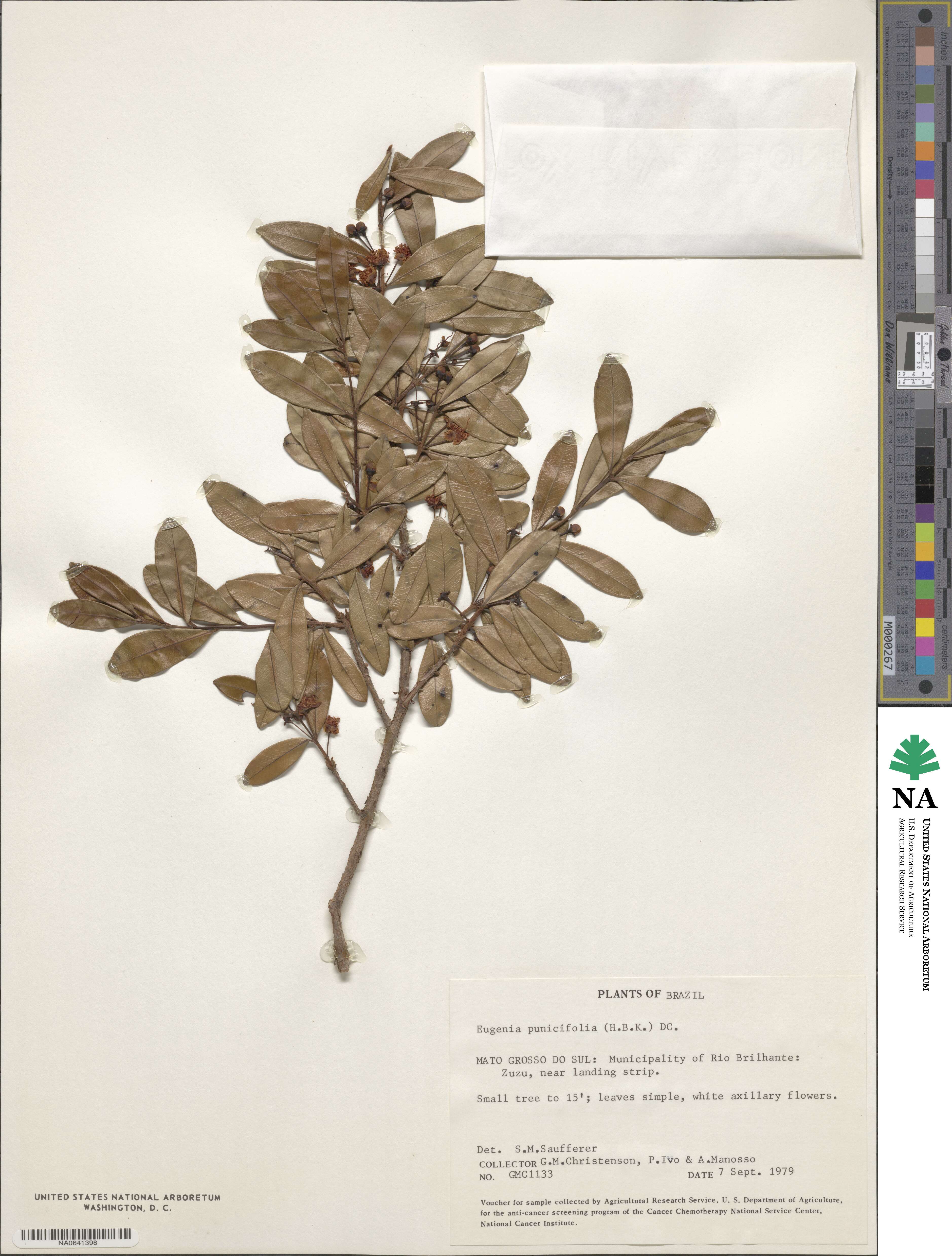 Eugenia punicifolia image