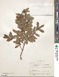 Eugenia punicifolia image