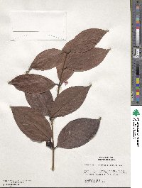 Eugenia lambertiana image