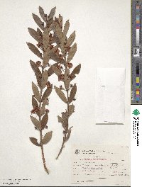 Eugenia punicifolia image