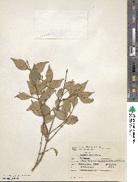 Eugenia uniflora image