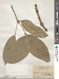 Syzygium claviflorum subsp. claviflorum image