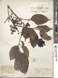 Syzygium cumini image