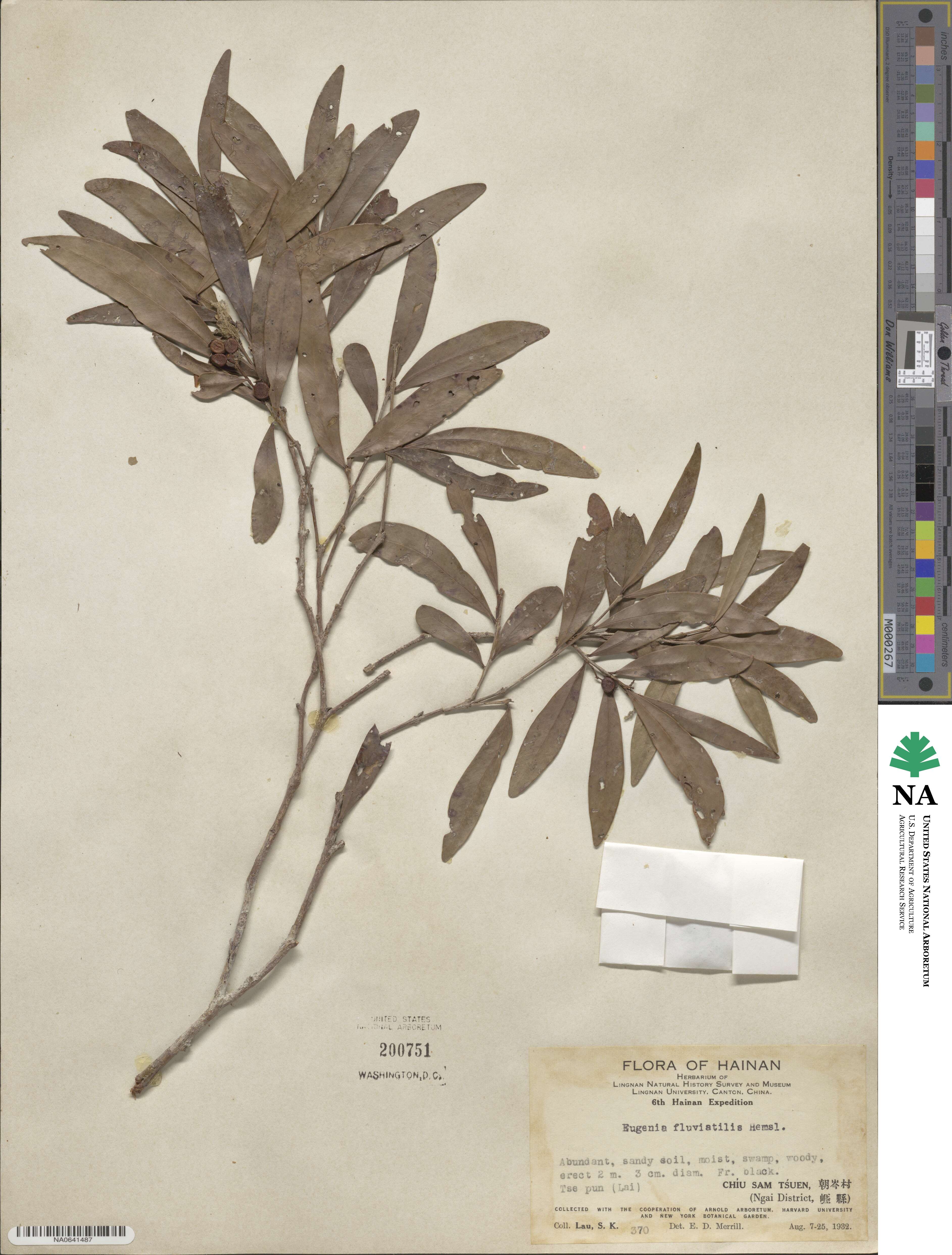 Syzygium fluviatile image