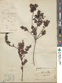 Eugenia microphylla image