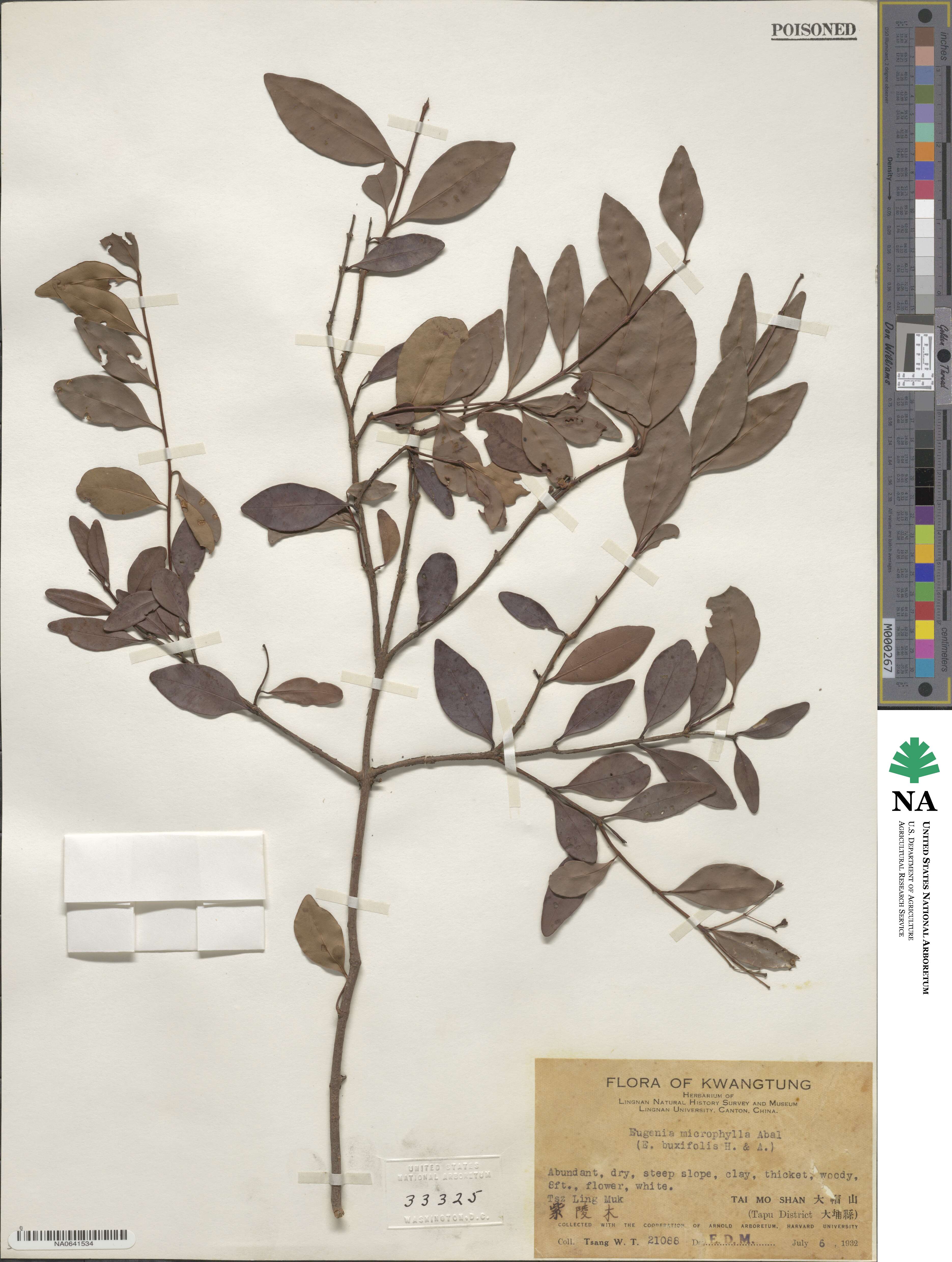 Eugenia microphylla image