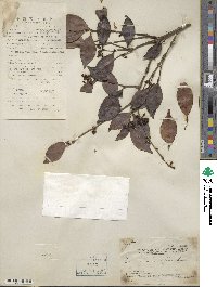 Syzygium hancei image