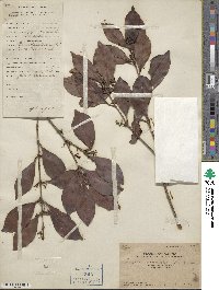 Syzygium hancei image