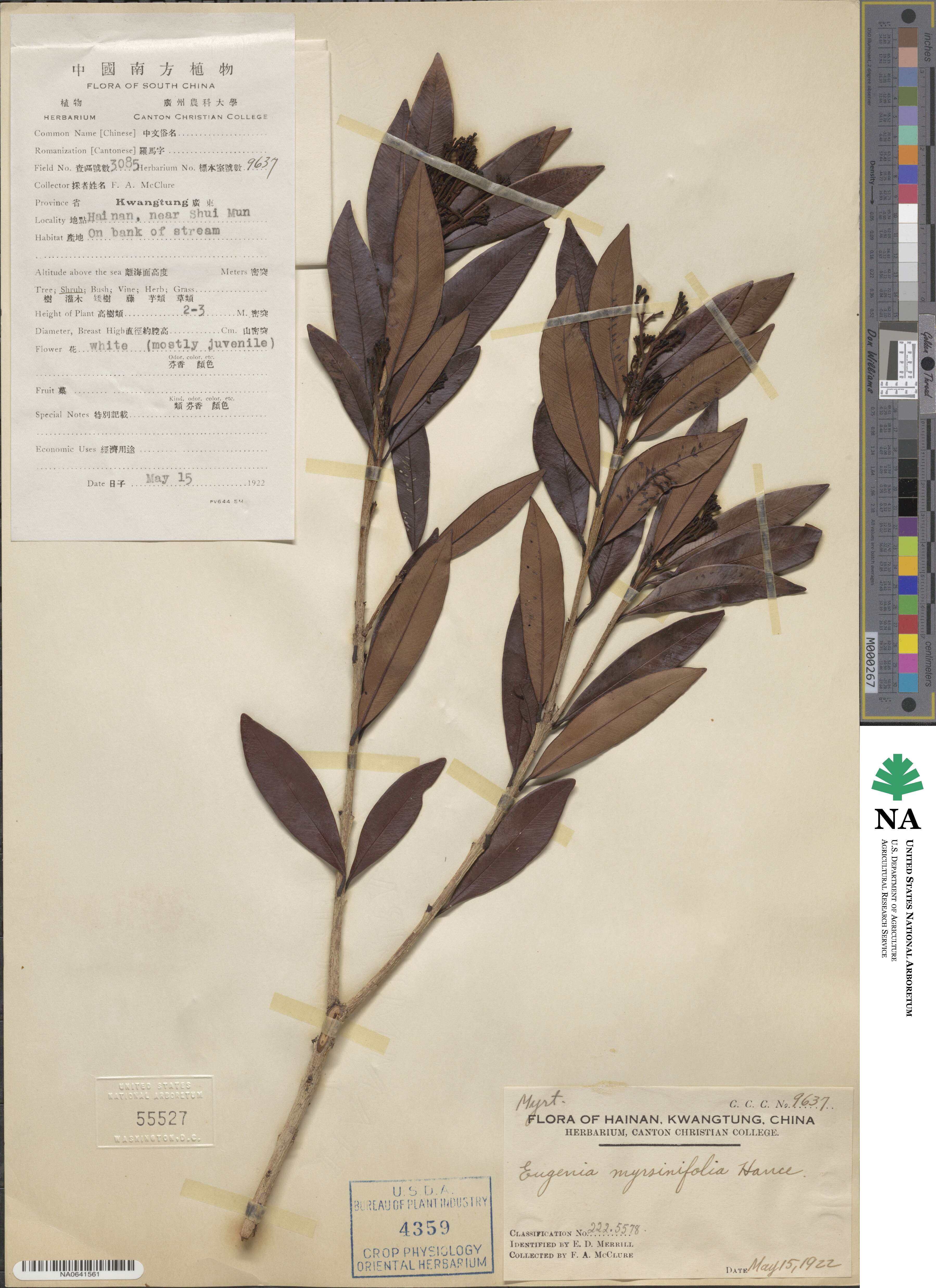 Syzygium myrsinifolium image