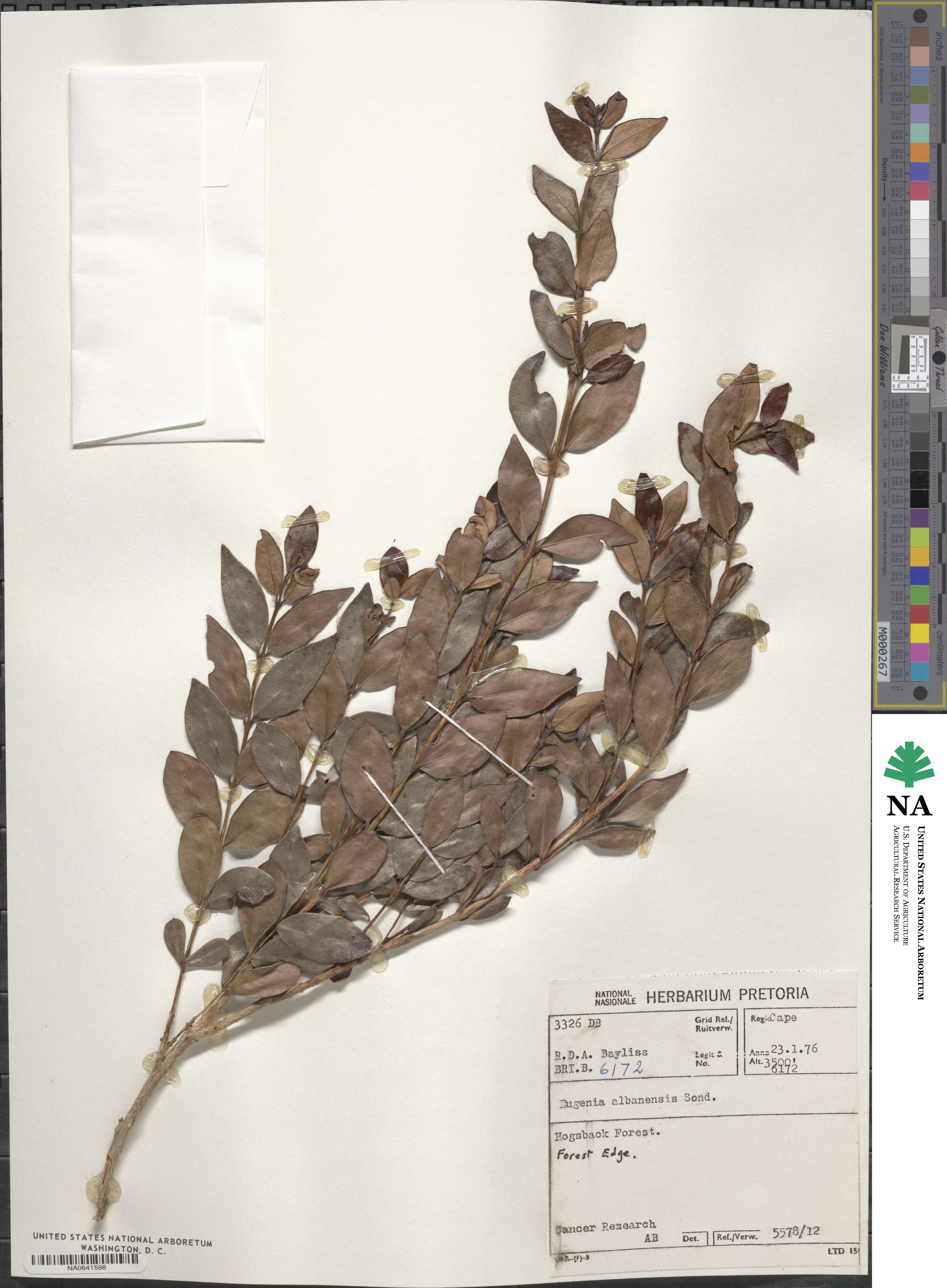 Eugenia capensis subsp. albanensis image