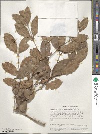 Image of Eugenia aschersoniana