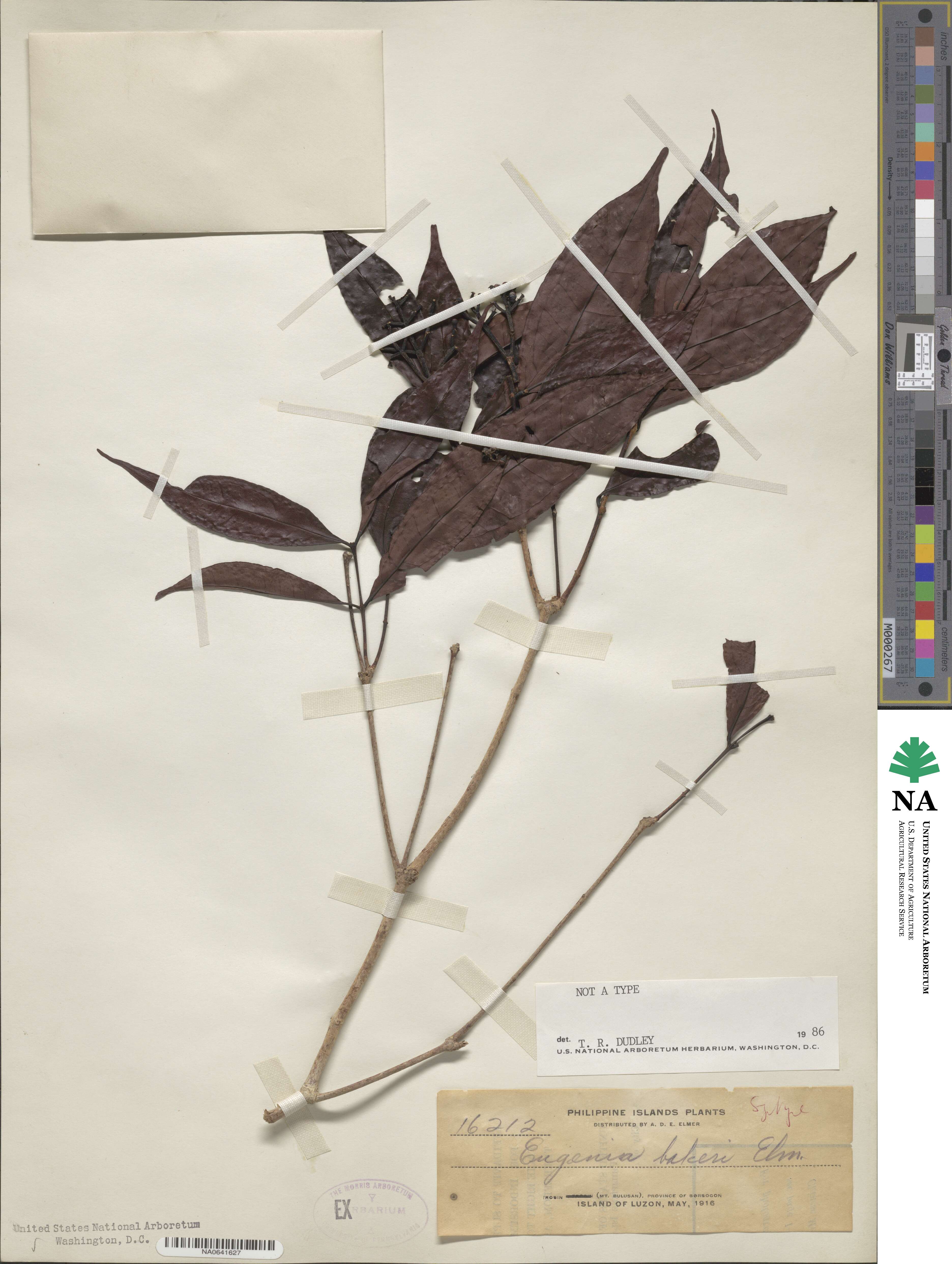 Eugenia bakeri image