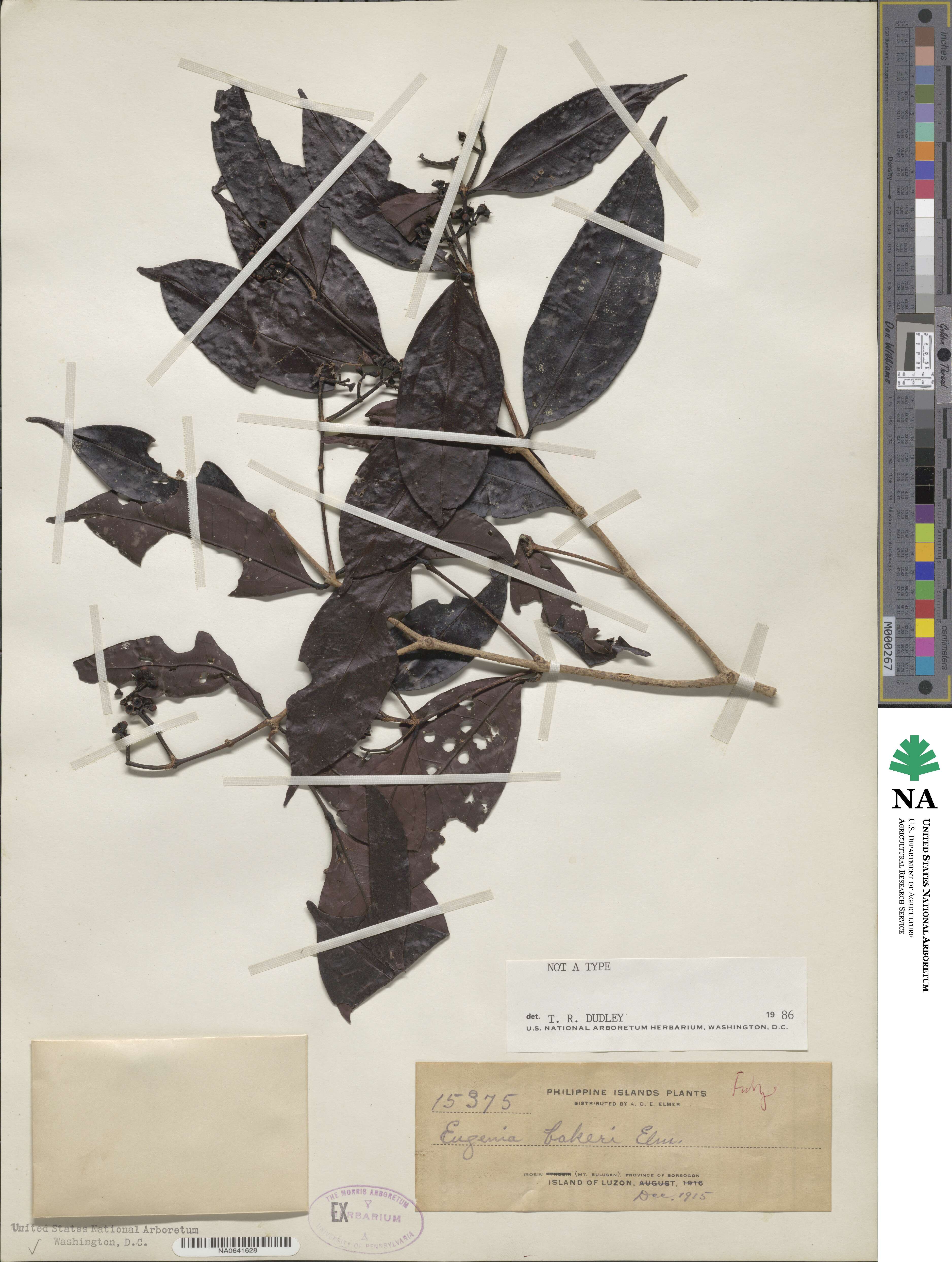 Eugenia bakeri image