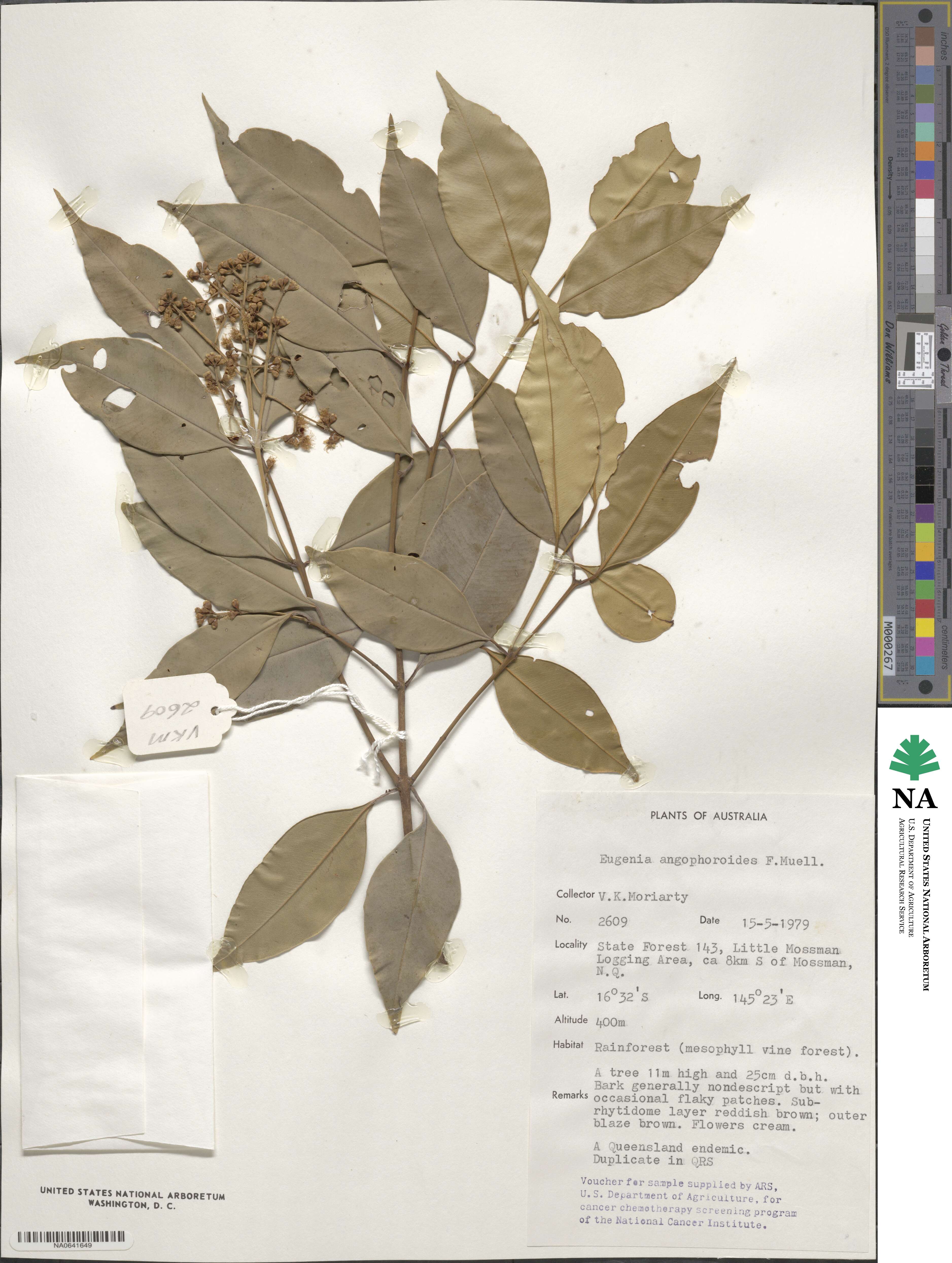 Syzygium angophoroides image