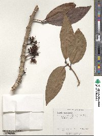 Eugenia malaccensis image