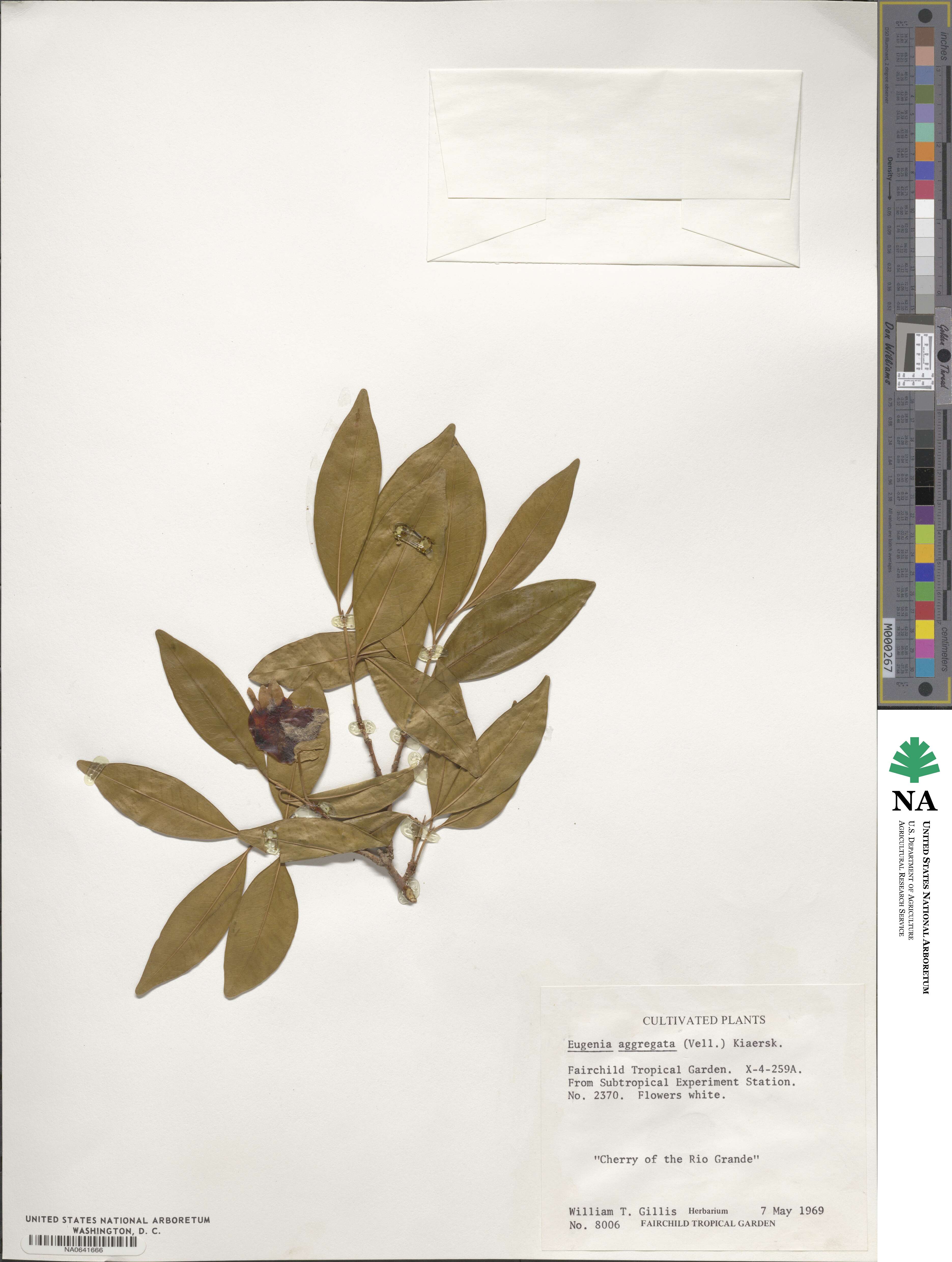 Eugenia aggregata image