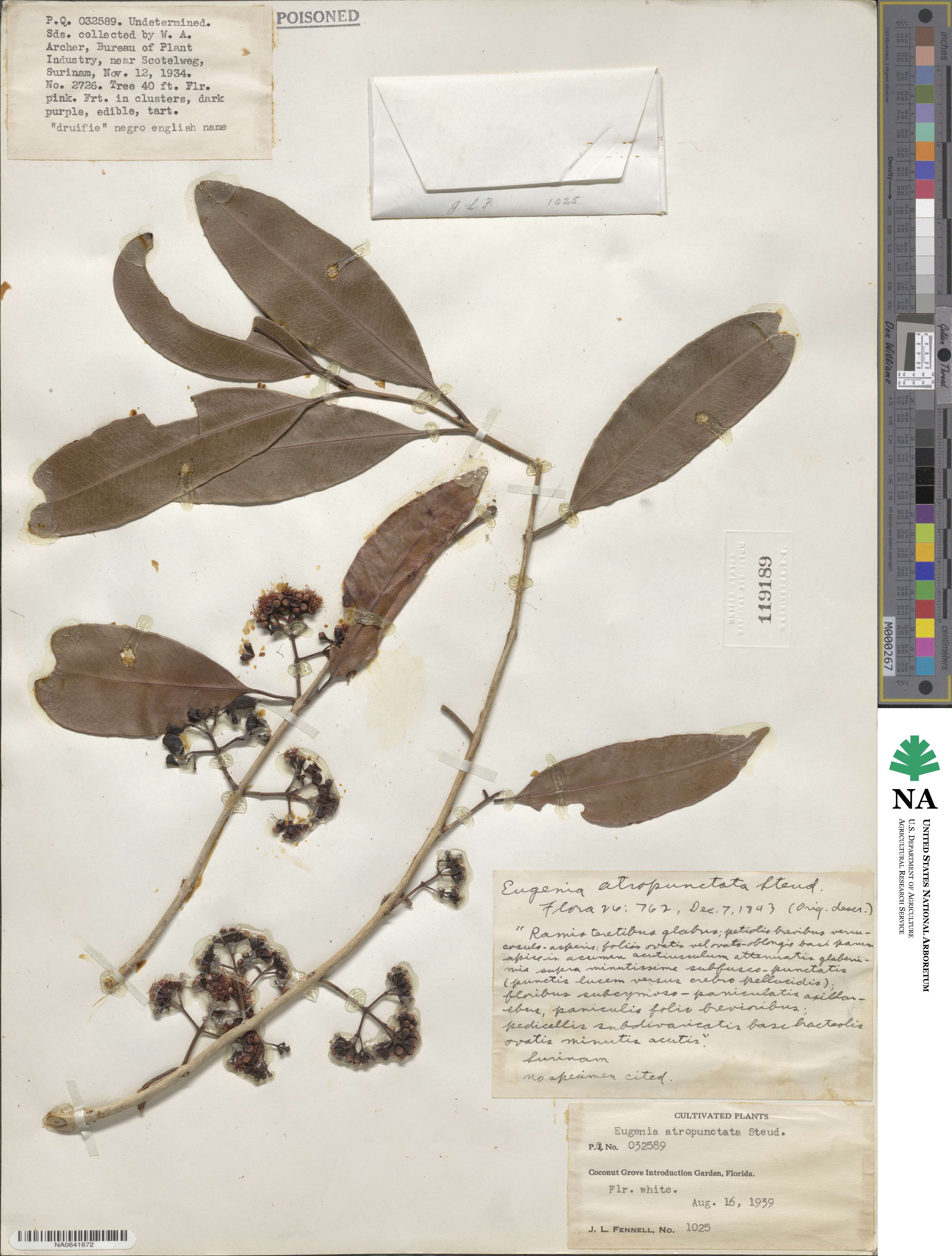 Eugenia atropunctata image