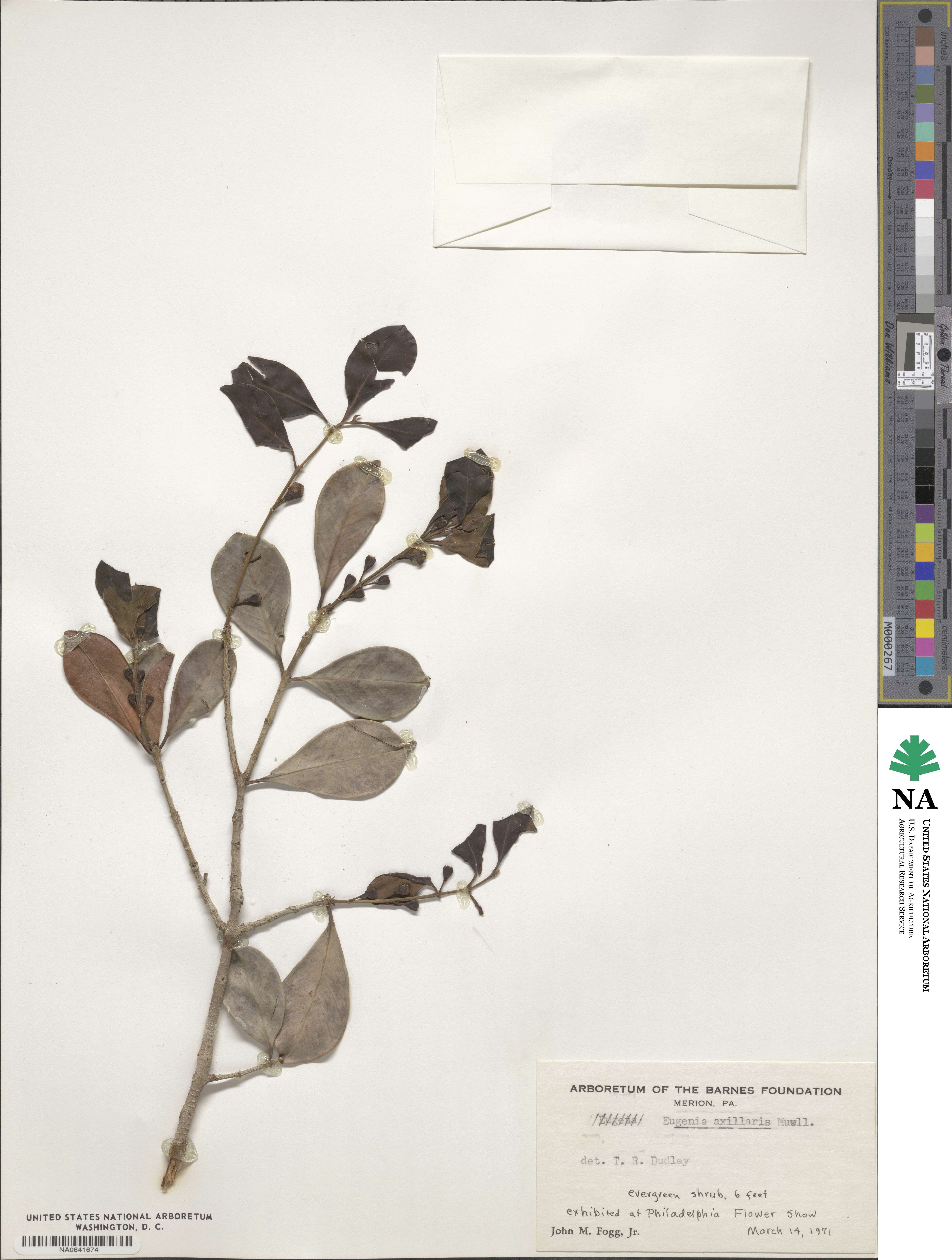 Eugenia axillaris image