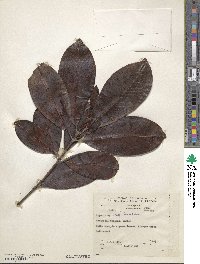 Eugenia brasiliensis image