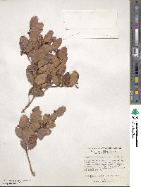 Eugenia coronata image