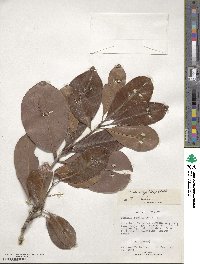 Eugenia brasiliensis image