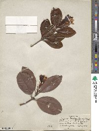 Eugenia brasiliensis image