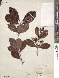 Eugenia brasiliensis image