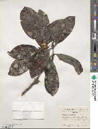 Eugenia brasiliensis image