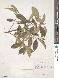 Eugenia edulis image