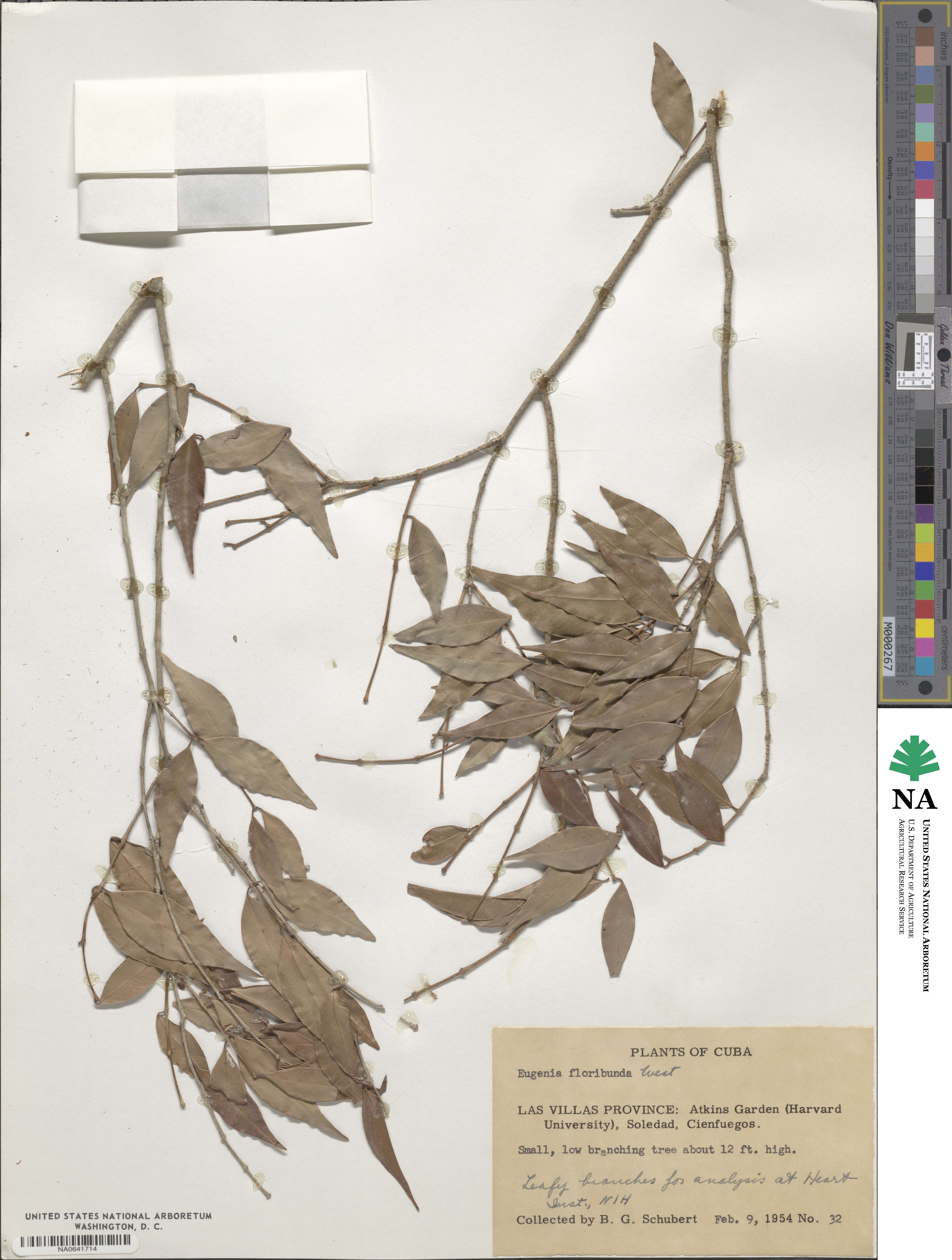 Myrciaria floribunda image