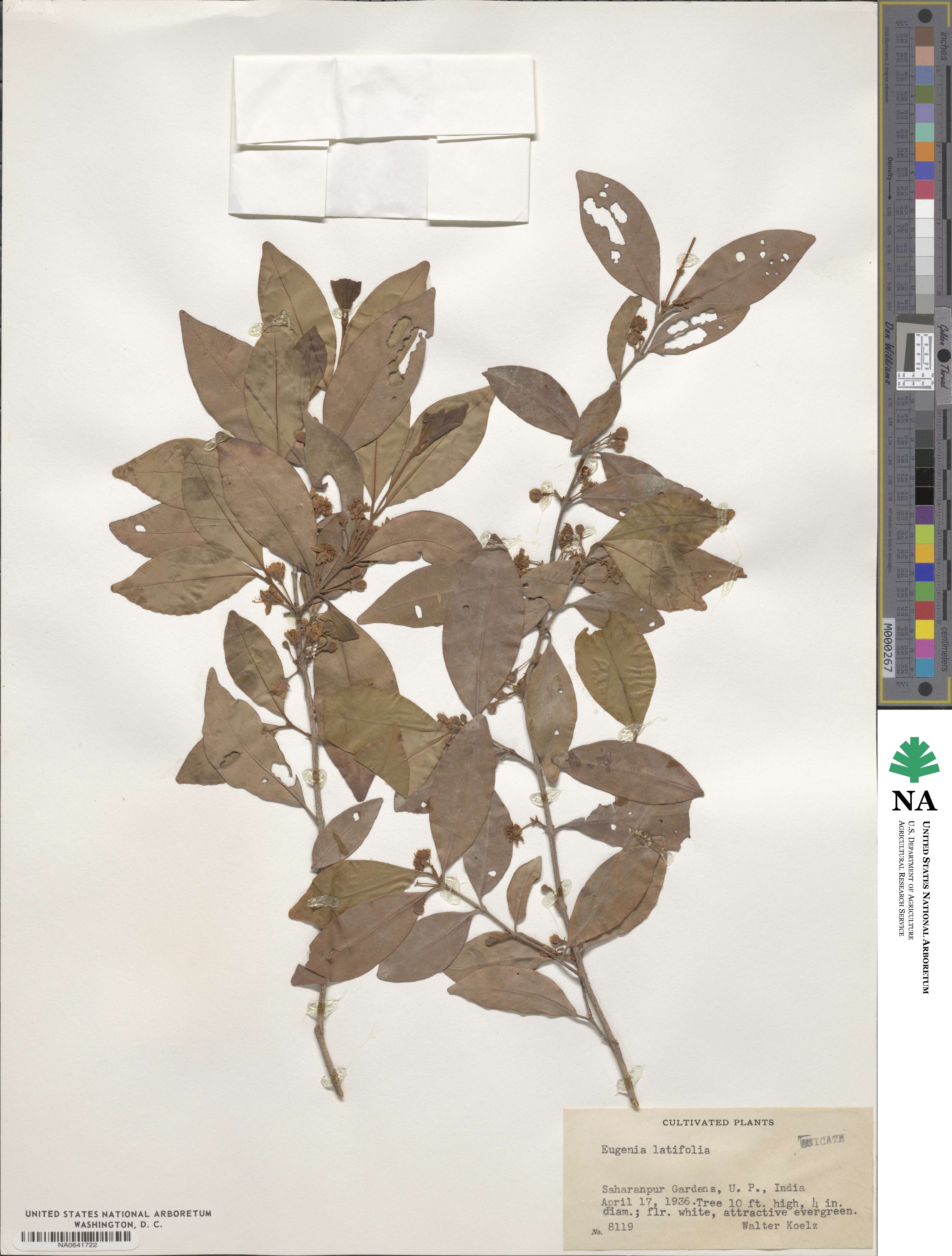Eugenia latifolia image