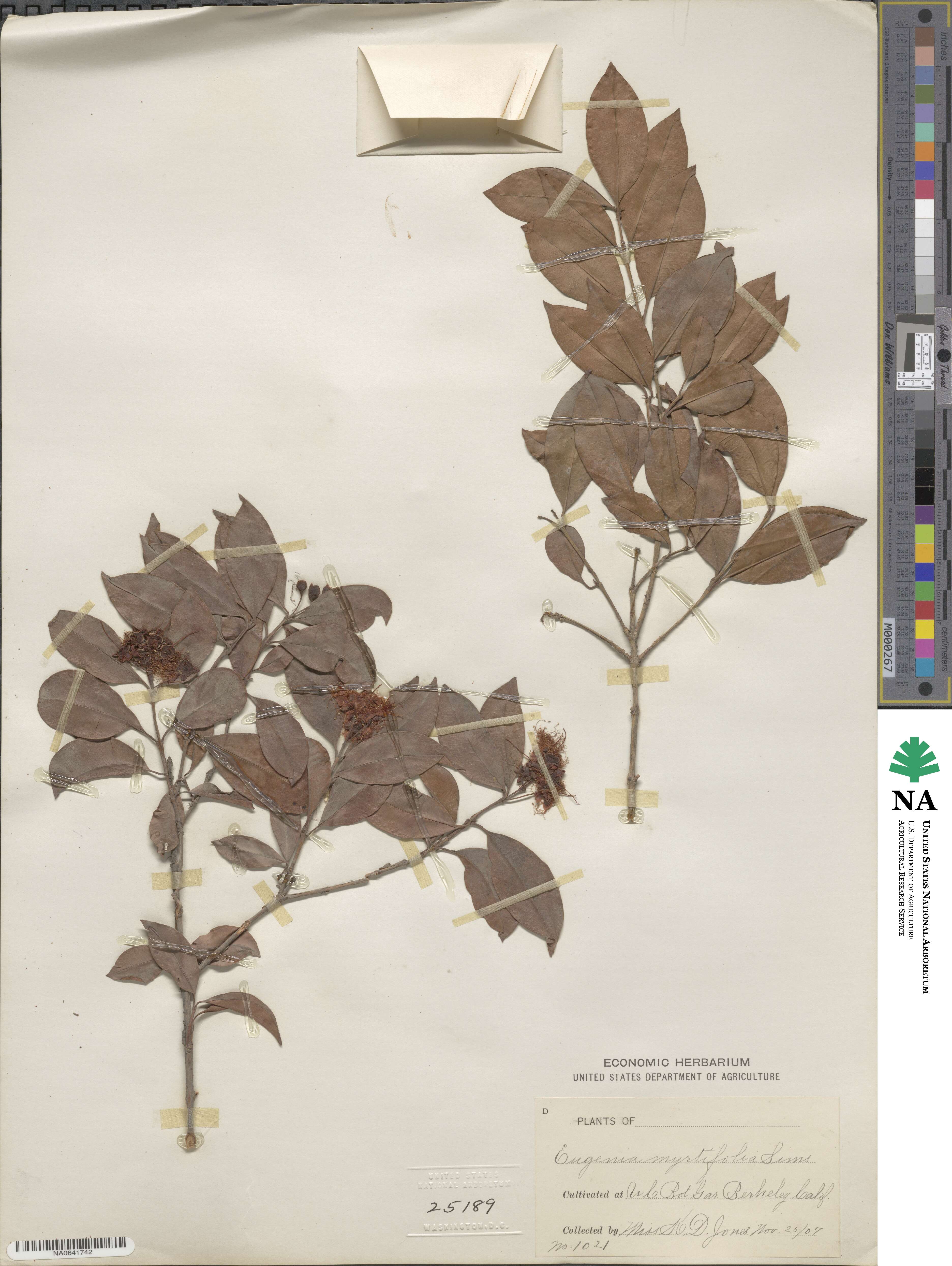 Eugenia myrtifolia image