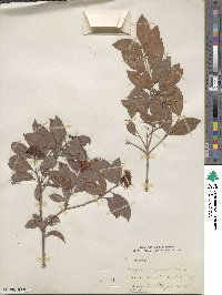 Eugenia myrtifolia image