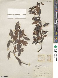 Eugenia myrtifolia image