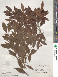 Eugenia myrtifolia image