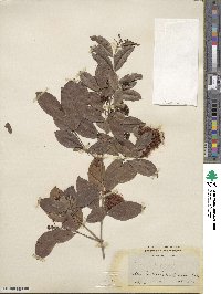 Eugenia myrtifolia image