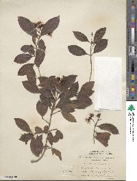 Eugenia myrtifolia image