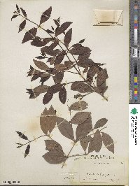 Eugenia myrtifolia image