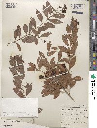 Eugenia myrtifolia image