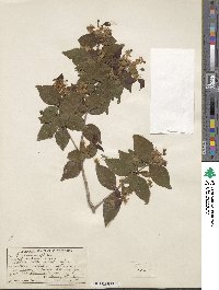 Eugenia uniflora image