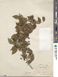 Eugenia uniflora image