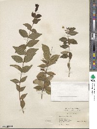 Eugenia uniflora image