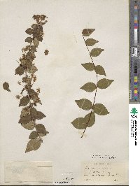 Eugenia uniflora image