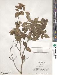 Eugenia uniflora image