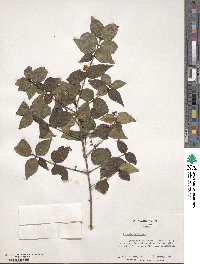 Eugenia uniflora image