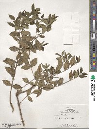 Eugenia uniflora image